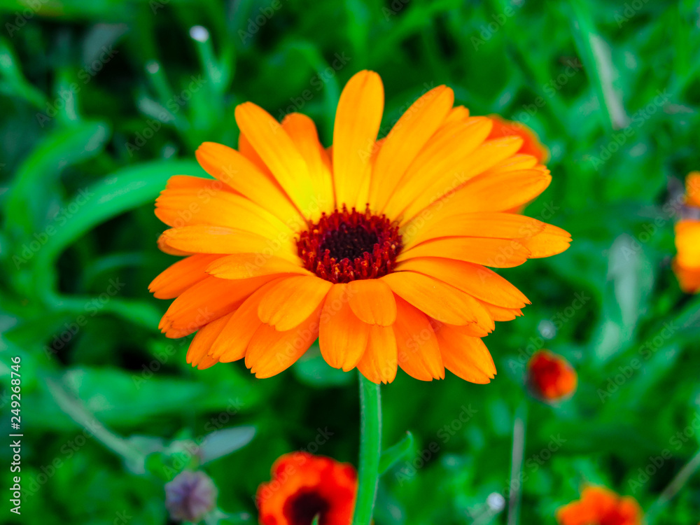 Orange calendula flowers. Blooming marigold flowers.Calendula on the sunny summer day. Close up.Medicinal herbs. Summer flower background. field of blooming yellow flowers.garden background.