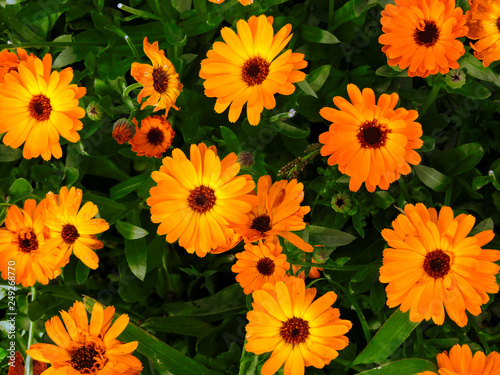 Orange calendula flowers. Blooming marigold flowers.Calendula on the sunny summer day. Close up.Medicinal herbs. Summer flower background. field of blooming yellow flowers.garden background.