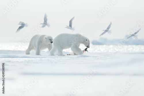 Two polar bears with killed seal. White bear feeding on drift ice with snow, Svalbard, Norway. Bloody nature with big animals. Dangerous animal with carcass of seal. Arctic wildlife, animal behaviour.