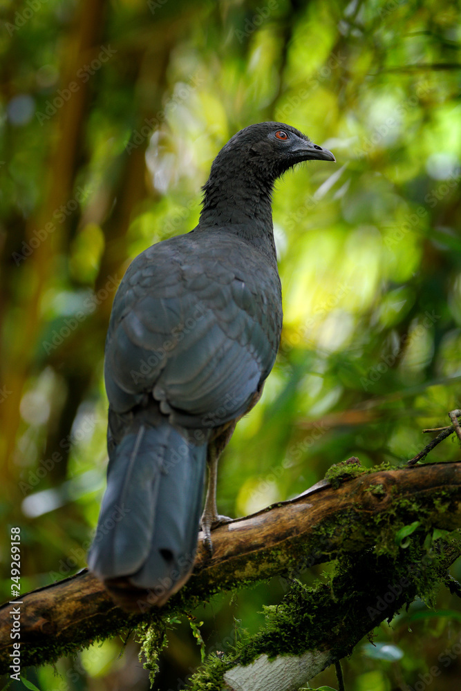 Naklejka premium Black Guan, Chamaepetes unicolor, portrait of dark tropical bird with blue bill and red eyes, orange bloom flower in the background, animal in the mountain tropical forest in Savegre, Costa Rica.