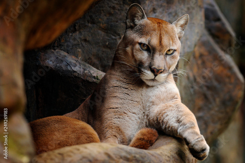 Wild big cat Cougar, Puma concolor, hidden portrait of dangerous animal  with stone, USA. Wildlife scene from nature. Mountain Lion in rock habitat.  Stock Photo | Adobe Stock