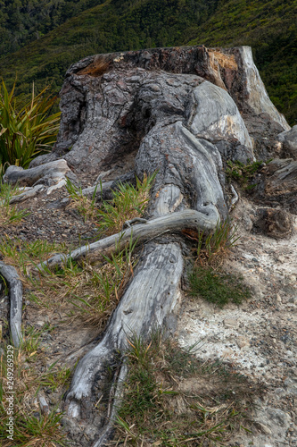 Rimutaka crossing. Wairarapa New Zealand. Treeroots. Chopped pine tree trunk. Northisland photo