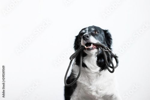 Cute Dog with Leash in Mouth. Black and White Border Collie Waiting on the Walk.