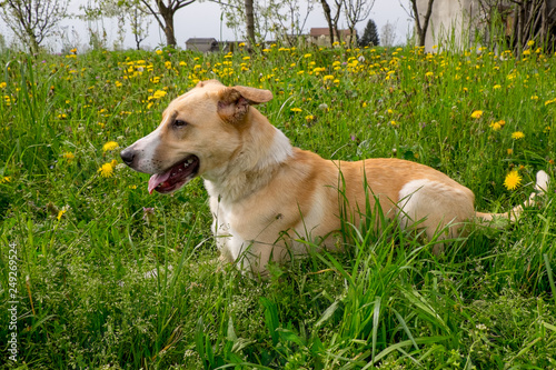Beautiful Blond Half Breed Dog relaxing on the grass