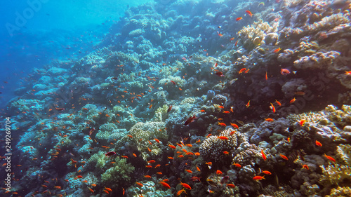 Fototapeta Naklejka Na Ścianę i Meble -  the underwater world of the Red Sea, corals, a flock of fish antias golden