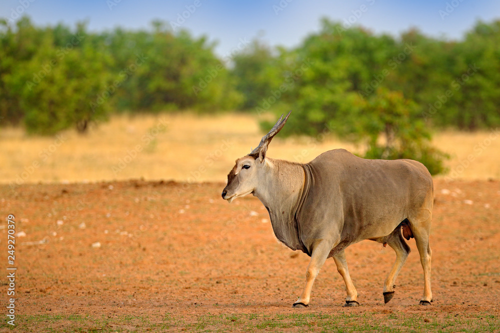 Fototapeta premium Eland anthelope, Taurotragus oryx, big brown African mammal in nature habitat. Eland in green vegetation, Kruger National Park, South Africa. Wildlife scene from nature.
