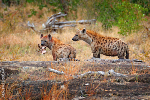 Fototapeta Spotted hyena, Crocuta crocuta, two angry animals with catch