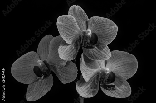 Flowers of a pink orchid isolated on a black background