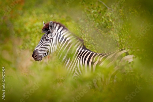 Plains zebra  Equus quagga  in the green forest nature habitat  hidden in the leaves  Kruger National Park  South Africa. Wildlife scene from African nature. Zebra sunset with trees.