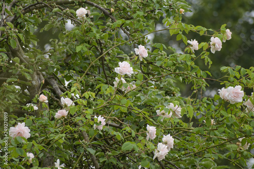 rambling or climbing rose 