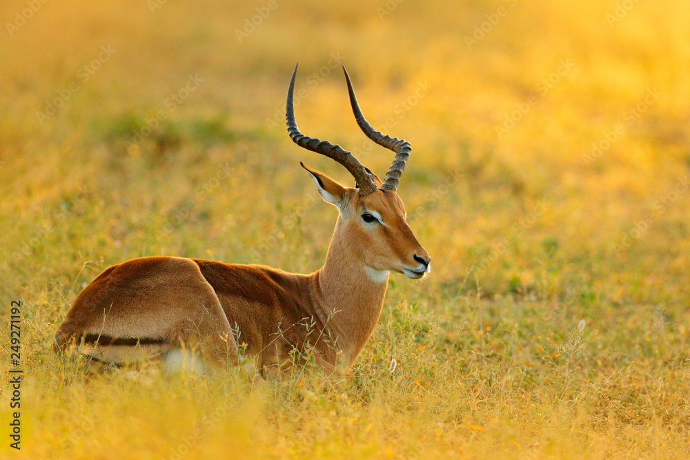 Sunset in Africa wildlife. Beautiful impala in the grass with evening sun. Animal in the nature habitat, Kruger NP, South Africa. Sunset in Africa wildlife. Beautiful impala in the grass with evening sun. Animal in the nature habitat, Kruger NP, South Africa.