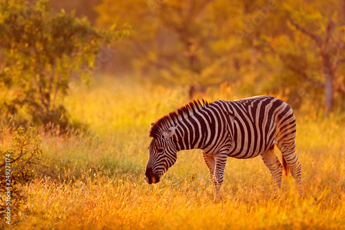 Plains zebra  Equus quagga  in the grassy nature habitat  evening light  Kruger National Park  South Africa. Wildlife scene from African nature. Zebra sunset with trees.