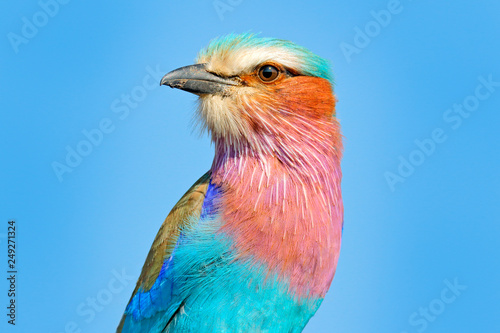 Beautiful African bird, close-up portrait. Detail portrait of beautiful bird. Lilac-breasted roller, Coracias caudatus, head with blue sky. Pink and blue animal from nature.