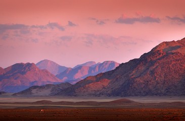Fotobehang Koraal Gemsbok bij oranje duinen Namibië  © ondrejprosicky