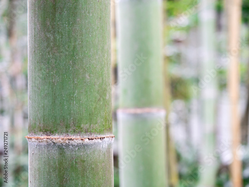 Close-up of a bamboo cane with blurred bamboo canes in the background