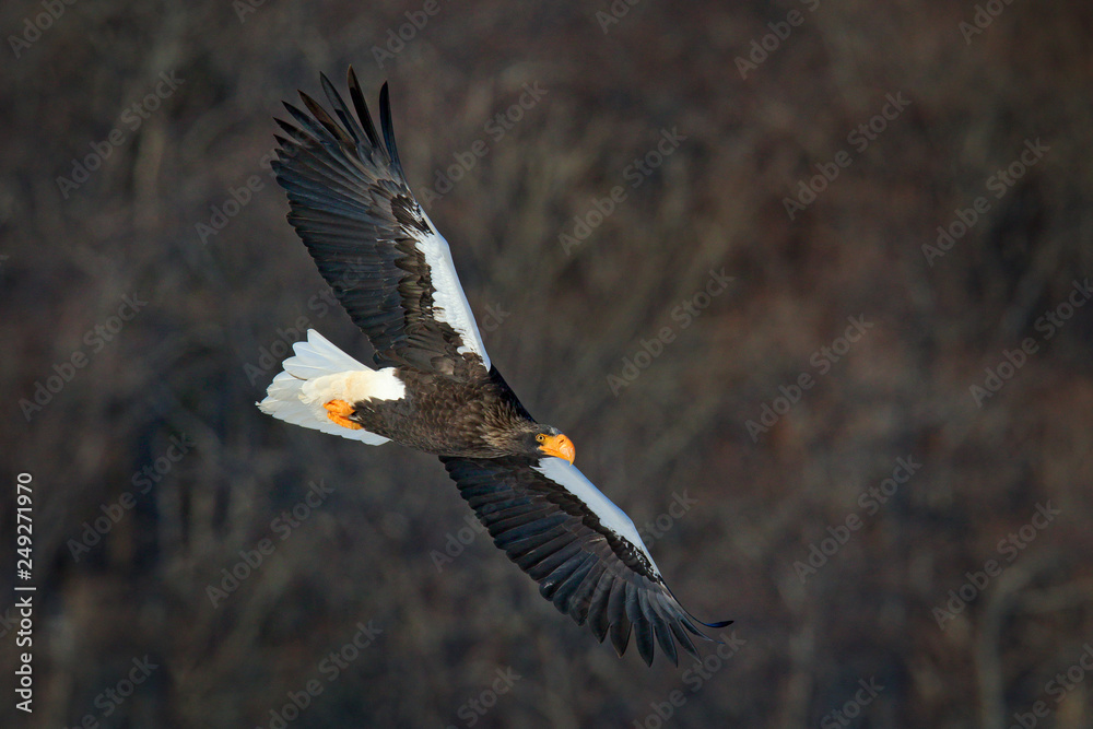 Obraz premium Steller's sea eagle, Haliaeetus pelagicus, flying bird of prey, with forest in background, Hokkaido, Japan. Eagle with nature mountain habitat.