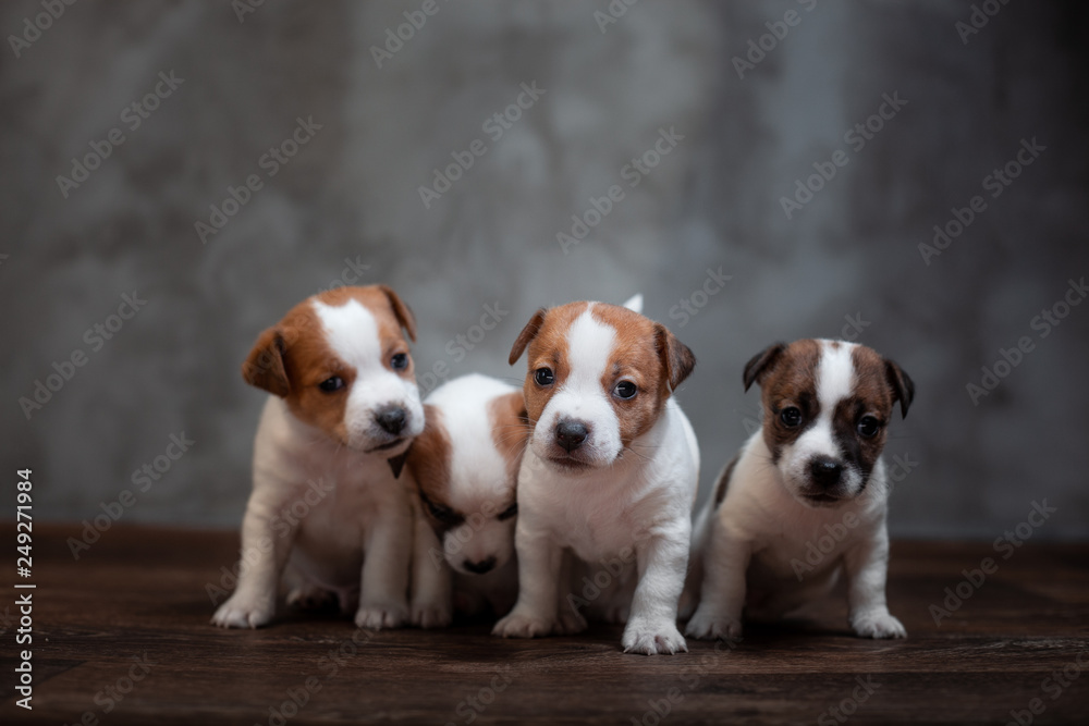 Four puppies of breed Jack Russell Terrier stand together on the wooden floor against the gray wall