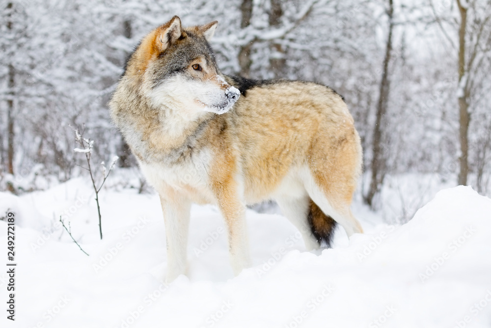 Focused alpha male wolf stands in the snow in beautiful winter forest Focused alpha male wolf stands in the snow in beautiful winter forest