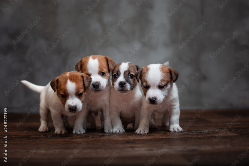 Four puppies of breed Jack Russell Terrier stand together on the wooden floor against the gray wall