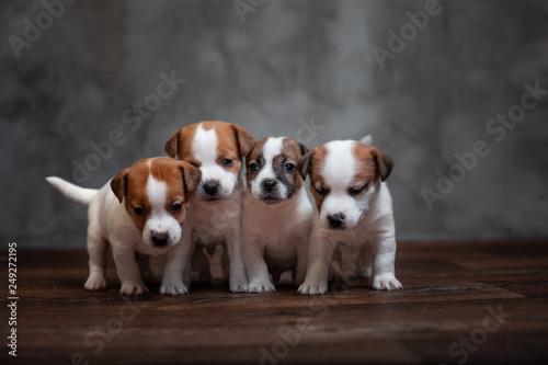 Fototapeta Naklejka Na Ścianę i Meble -  Four puppies of breed Jack Russell Terrier stand together on the wooden floor against the gray wall
