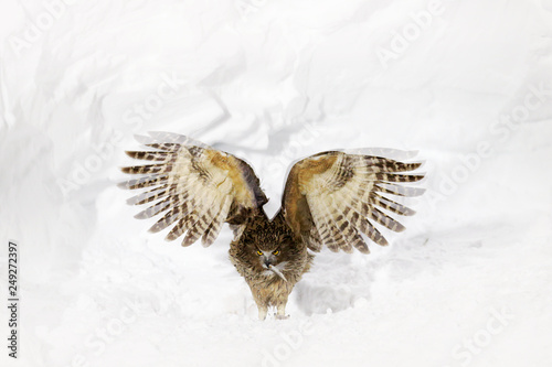 Blakiston's fish owl, Bubo blakistoni, largest living species of fish eagle owl. Bird hunting in cold water. Wildlife scene from winter Hokkaido, Japan. River bird with open wings in snow. photo