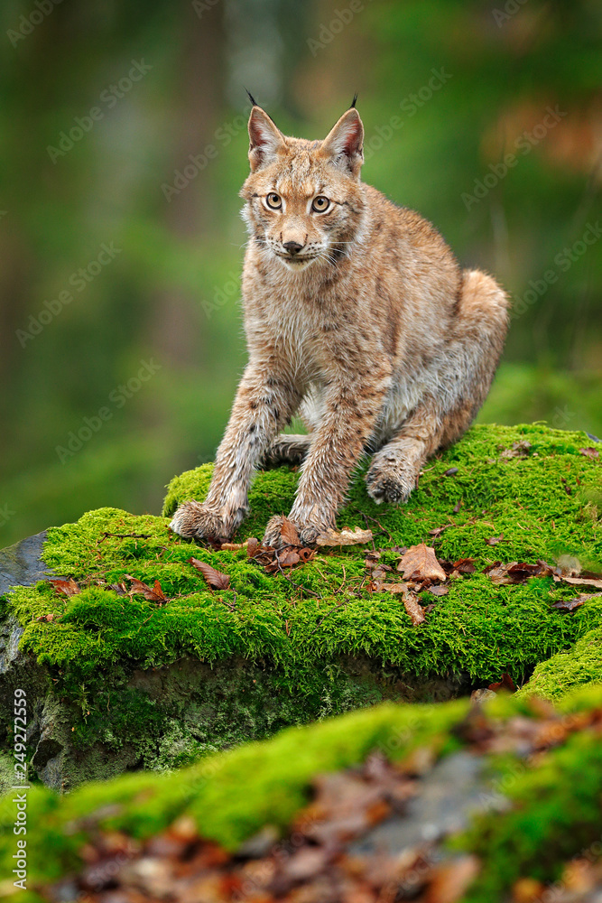 Obraz premium Lynx in the forest. Sitting Eurasian wild cat on green mossy stone, green in background. Wild cat in ther nature habitat, Czech, Europe.