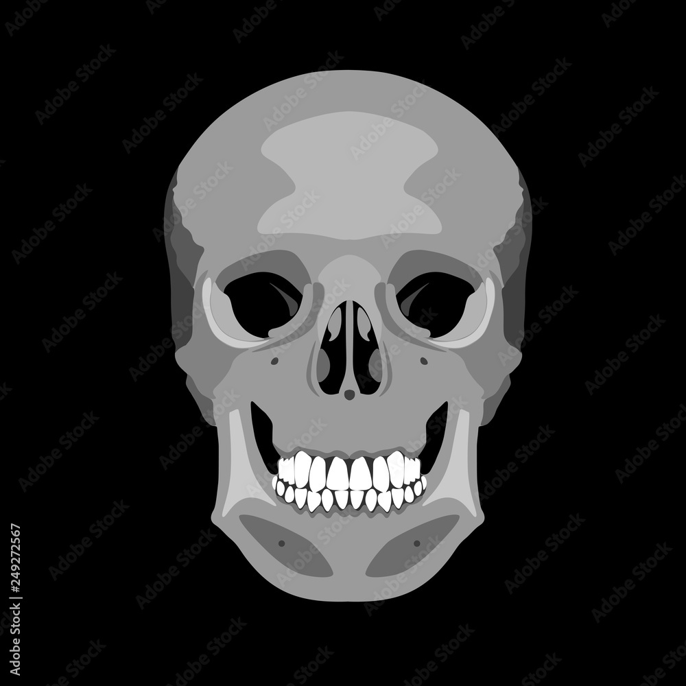 Fototapeta premium Human skull in profile and in full face. Vector illustration