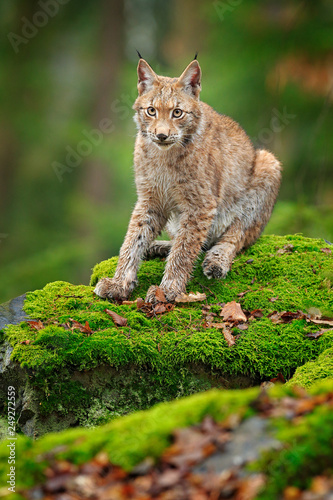 Canvas Print Lynx in the forest