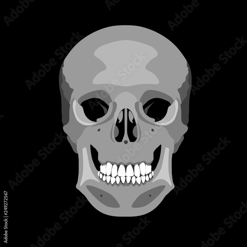 Human skull in profile and in full face. Vector illustration