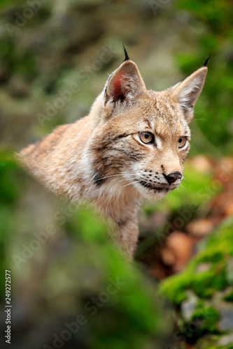 Lynx in the forest. Walking Eurasian wild cat on green mossy stone, green trees in background. Wild cat in nature habitat, Czech, Europe. Wildlife scene from nature. Beautiful fur coat animal.