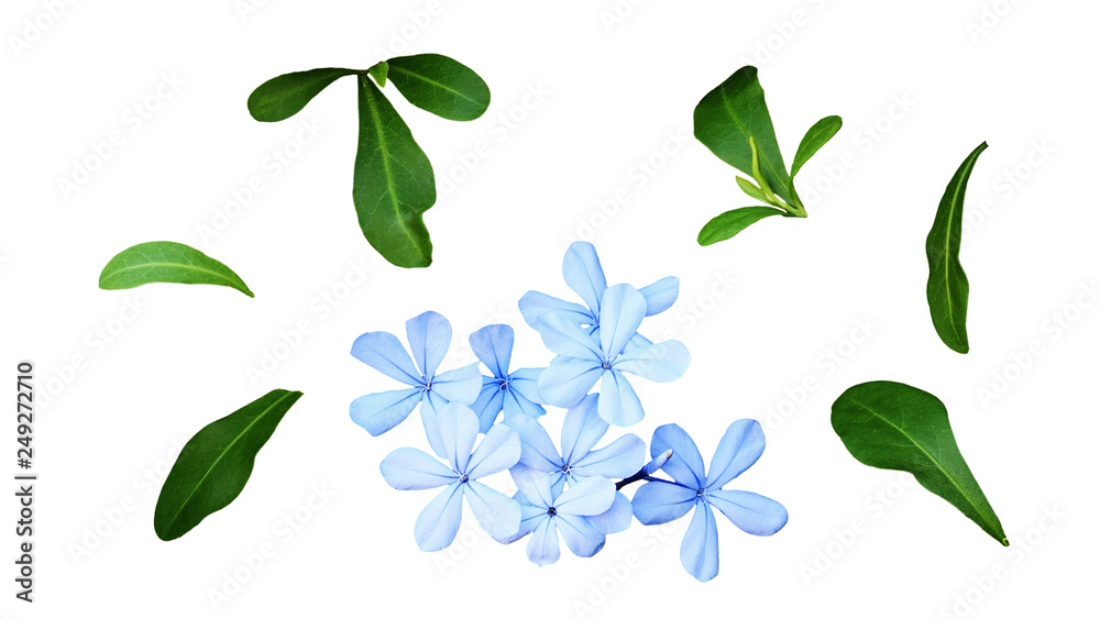 Set of plumbago flowers and leaves