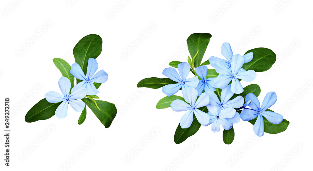 Εκτύπωση καμβά Set of composition with plumbago flowers and leaves