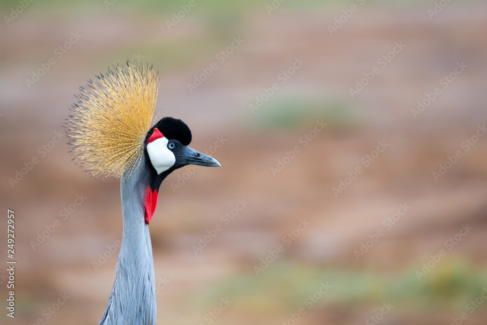 Fototapeta premium Colorful bird in the savannah of Kenya