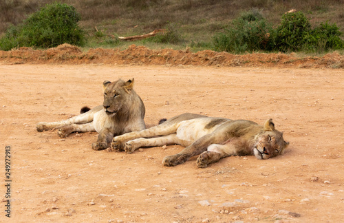 young lions at rest