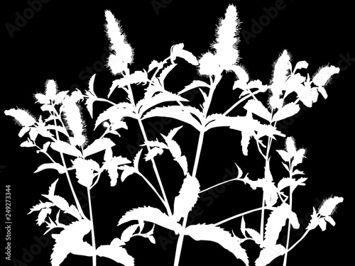 peppermint plant silhouettes on black