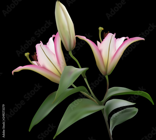 isolated on black light pink lily with bud and two blooms