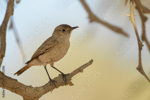 Familiar Chat - Cercomela familiaris, small perching bird from southern Africa, Namib desert, Sossusvlei, Namibia.