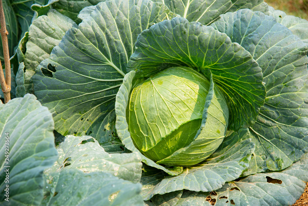 Obraz premium cabbage in the garden