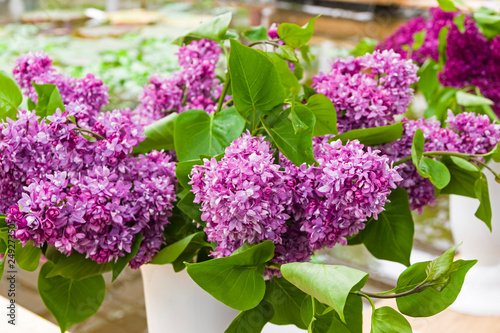 Beautiful bouquet of lilac photo