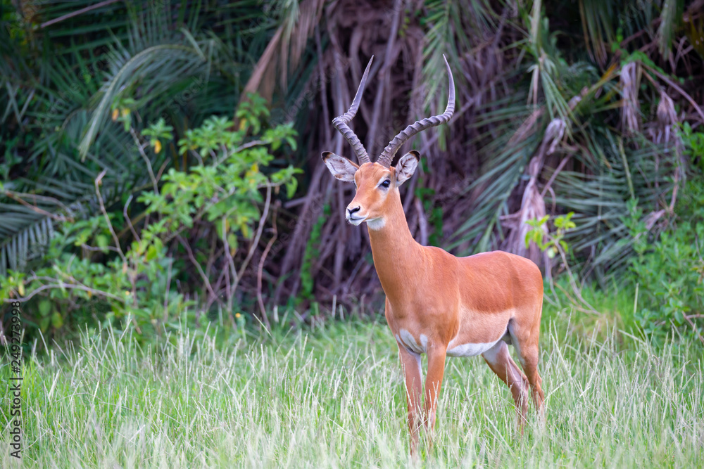 An antelope is standing in the grass in front of the bush