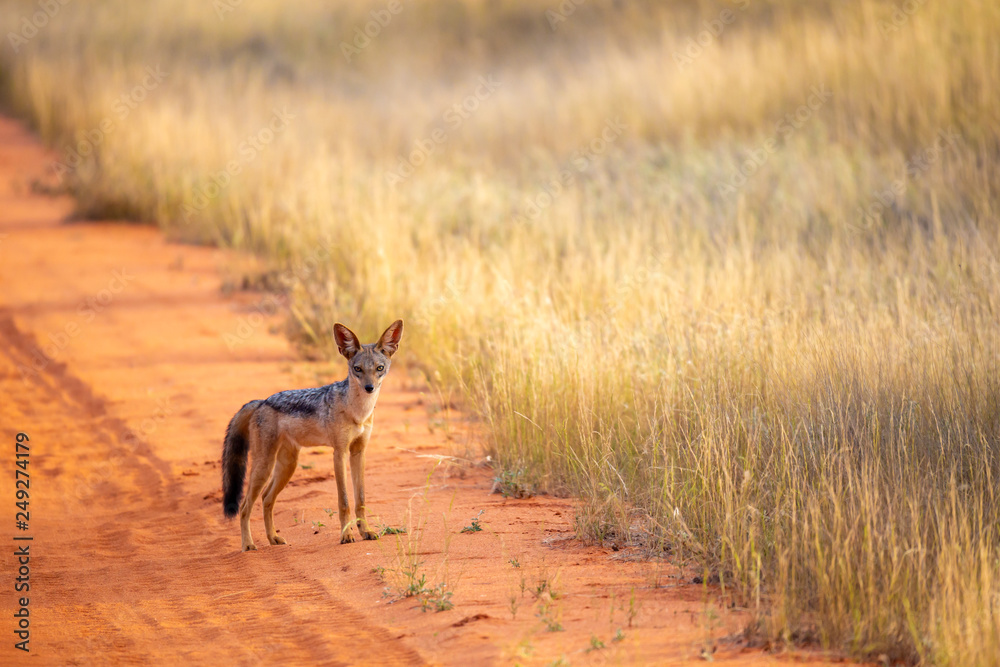 Jackal on the road are posing and watching Jackal on the road are posing and watching