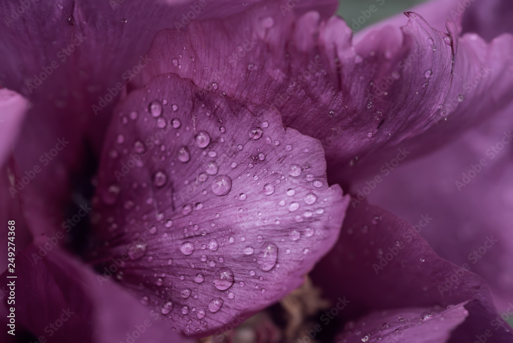 Peony flower background