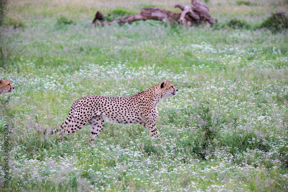 Cheetah in the grassland in the national park Cheetah in the grassland in the national park