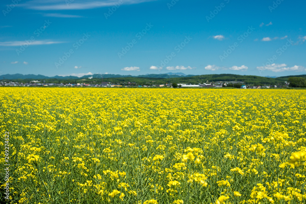 Obraz premium 菜の花畑