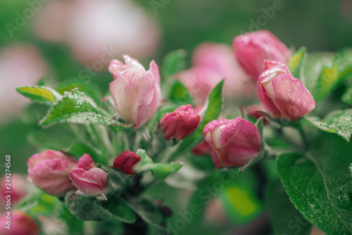 Apple tree flower