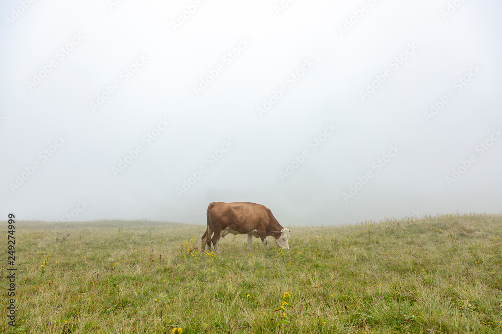 Cow Grazing Grass with Misty Background Cow Grazing Grass with Misty Background