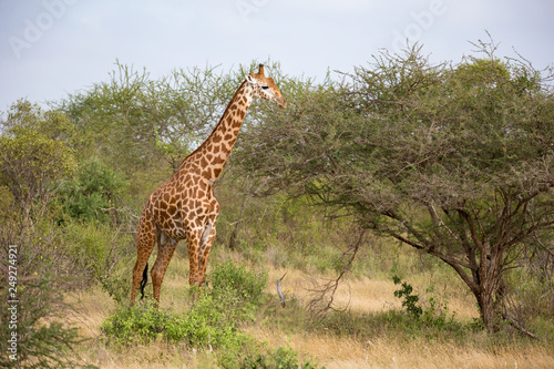 One giraffe is standing between the bush in the savannah