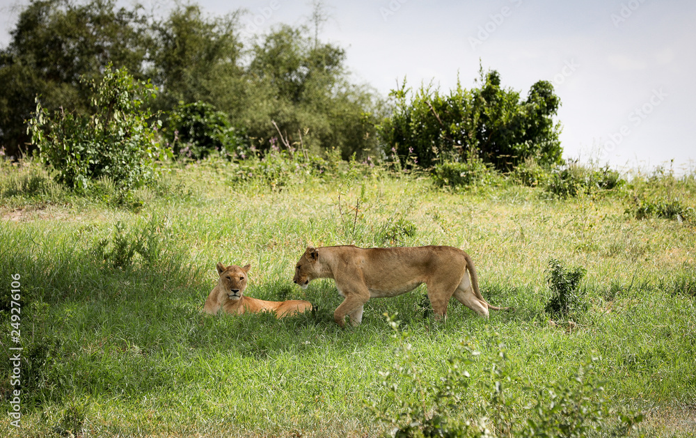 Naklejka premium Lion resting in the shadow 