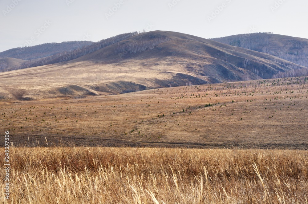 Autumn landscape with gentle hills covered with yellow autumn grass with deep shadows in the bright backlight during dawn in Khakassia, Russia