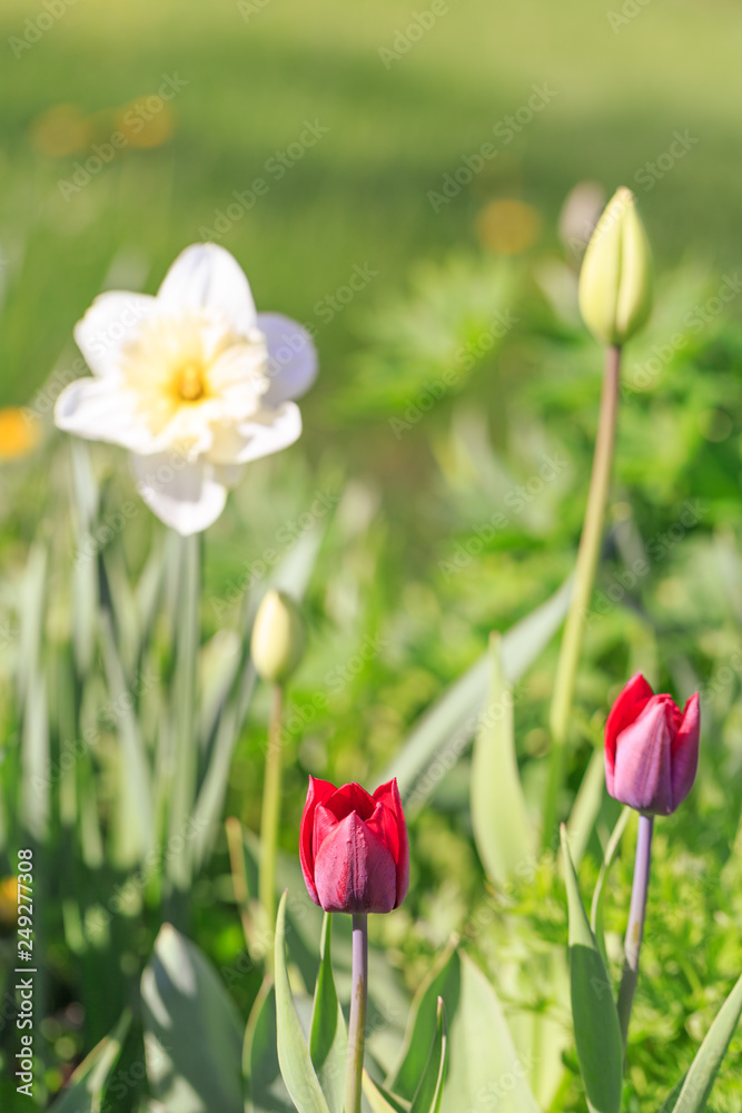 Two red tulips in the park in spring in sunny day Two red tulips in the park in spring in sunny day